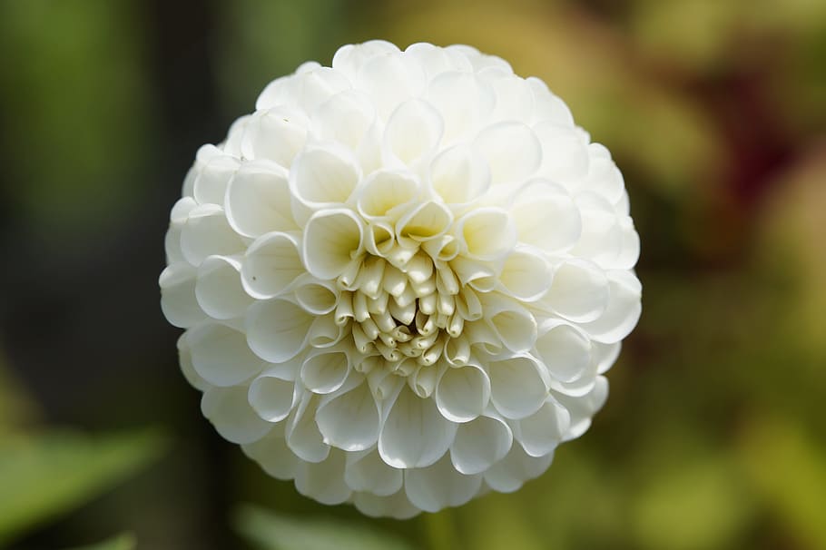 selective focus photography of white Dahlia flowers, globose, HD wallpaper
