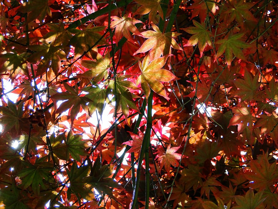 autumn, leaves, red, light, nature, fall colors, tree, foliage HD wallpaper
