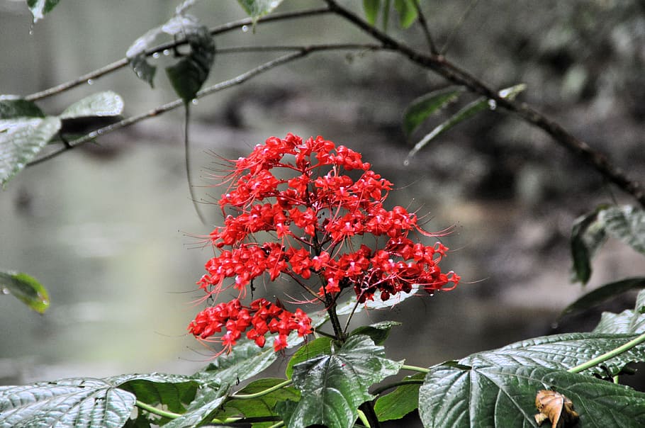 nature, leaf, tree, plant, season, rainforest, floral, bush HD wallpaper