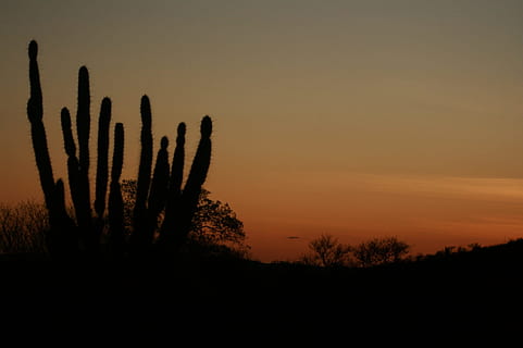 Sol, Sertao, Brazil, sunset, silhouette, nature, growth, tranquil scene HD wallpaper
