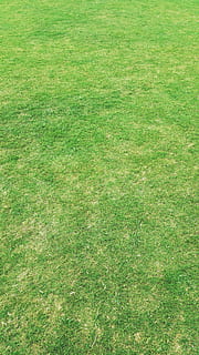 green grass field, background, backgrounds, desktop backgrounds HD wallpaper