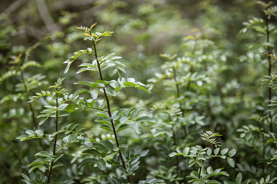 green, leaves, nature, leaf, plant, environment, summer, green leaf HD wallpaper