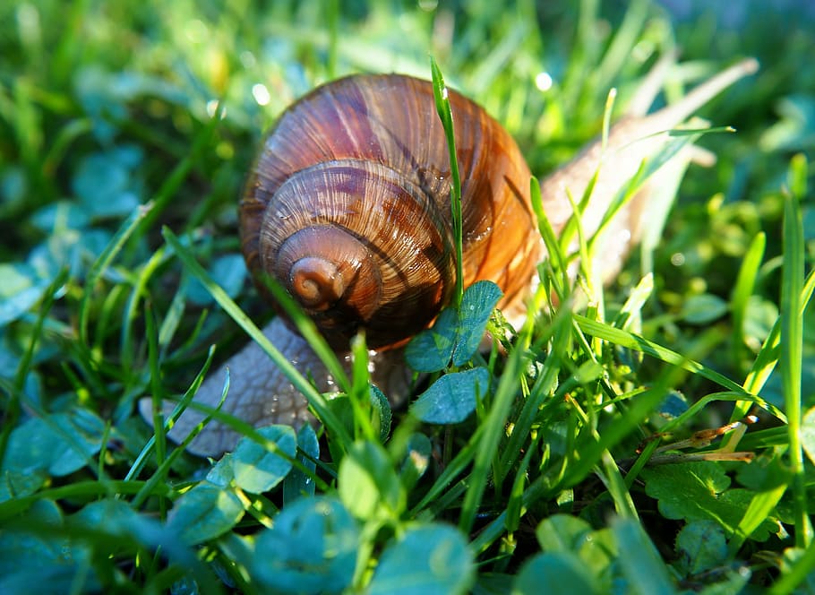snail, shell, snail shells, nature, spiral, molluscs, animals HD wallpaper