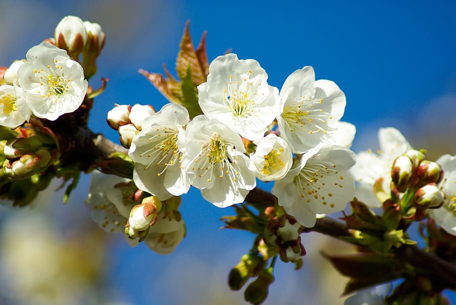 fruit tree, cherry blossoms, spring, flower, plant, flowering plant HD wallpaper