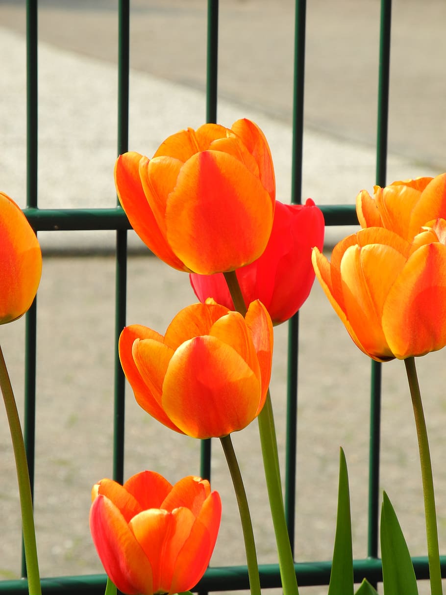 spring, garden fence, springtime, flower, petal, flowering plant HD wallpaper