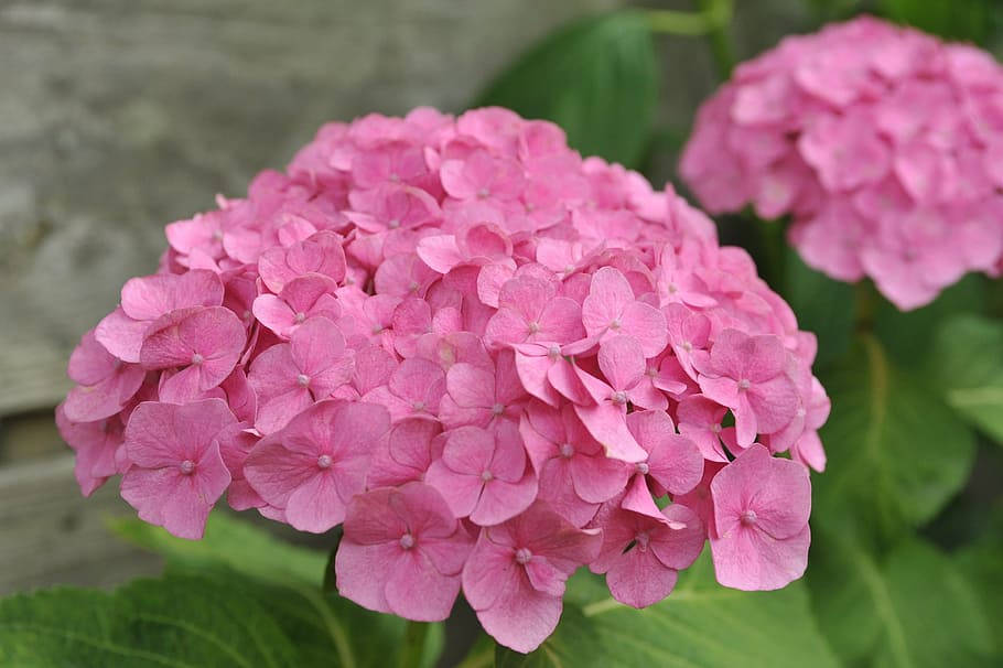 hydrangea, red, pink, flower, summer, bloom, blossom, plant HD wallpaper