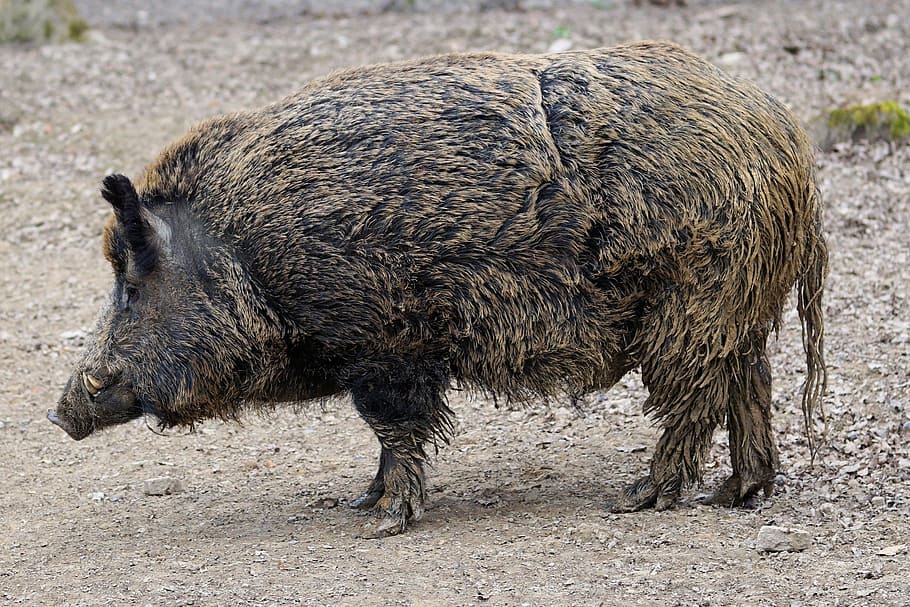 animal themes, mammal, animal wildlife, pig, animals in the wild HD wallpaper