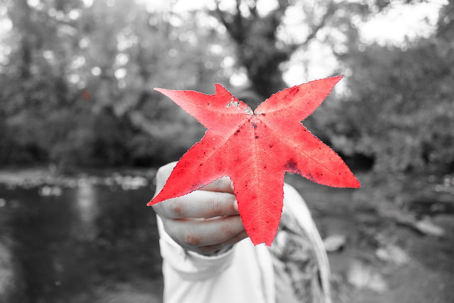fall, fall red leave, autumn, nature, leaf, color, season, seasonal HD wallpaper