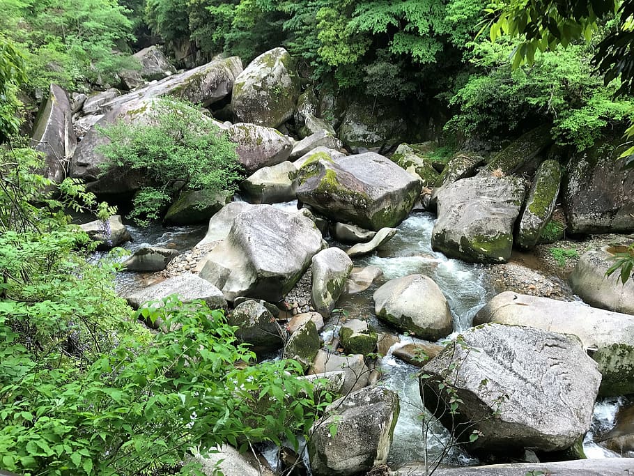 rock, upstream, river, solid, rock - object, plant, tree, beauty in nature HD wallpaper