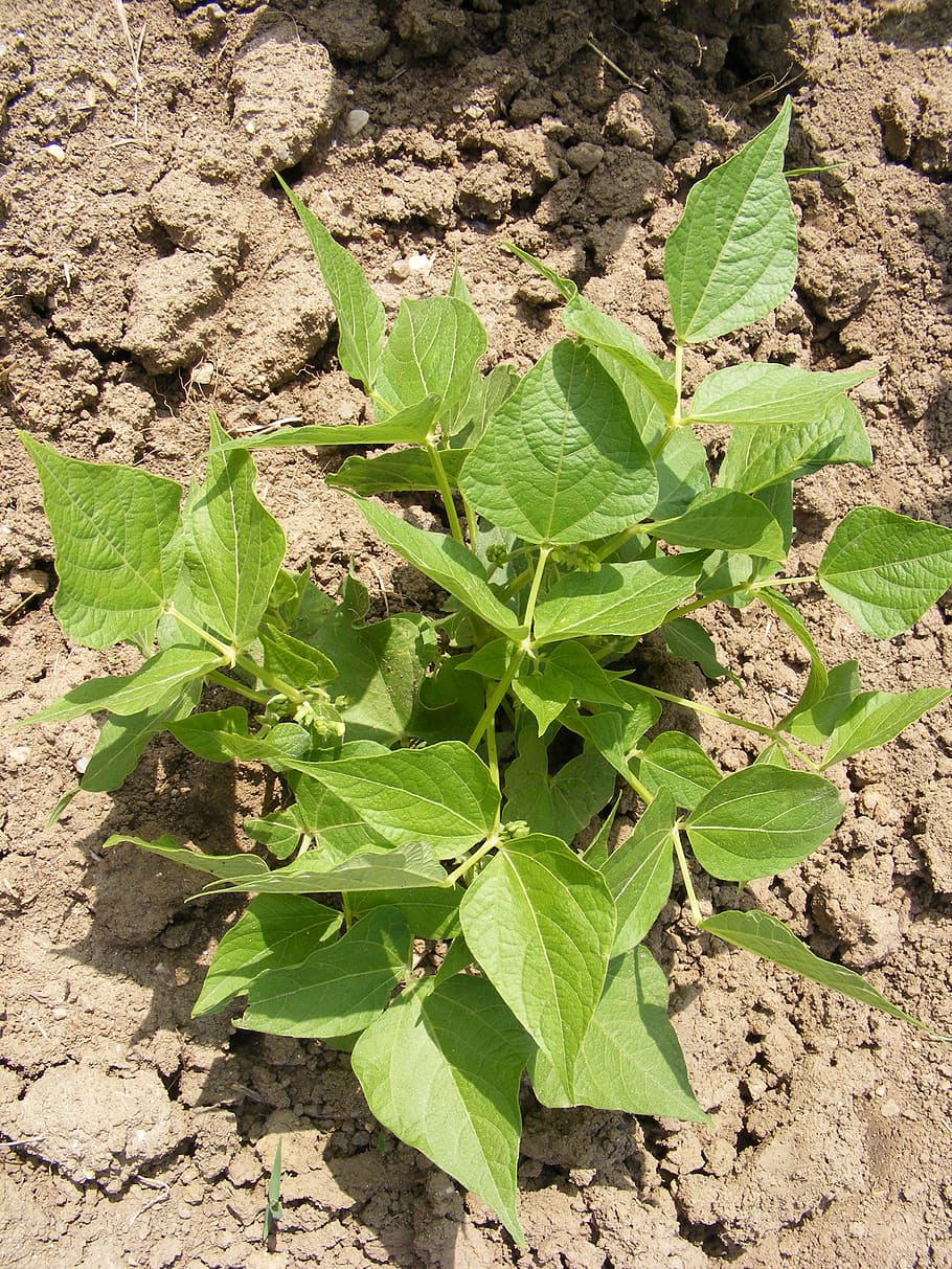 bean, bush, fabaceae, green, leaves, leguminosae, plant, plants HD wallpaper