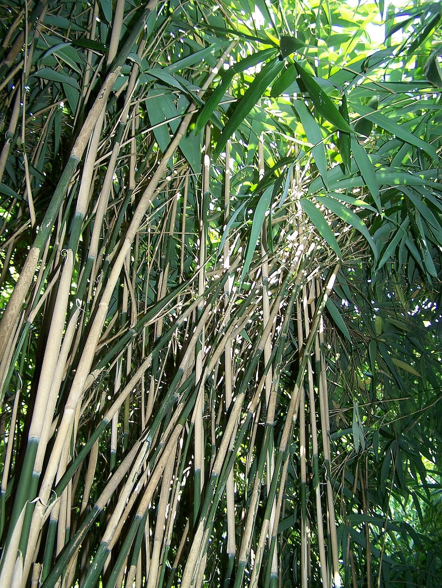 bamboo, forest, nature, leaves, asia, green, bamboo forest HD wallpaper