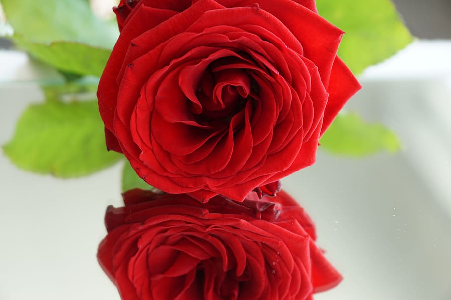 red rose selective focus photography, love, blossom, bloom, flower, HD wallpaper