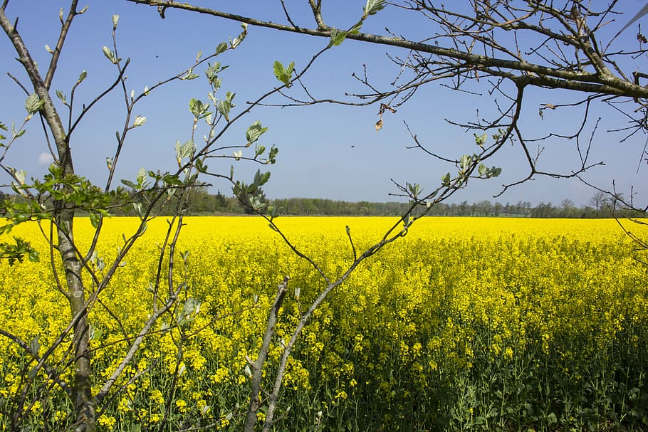 cornfield, yellow, summer, landscape, plant, growth, beauty in nature HD wallpaper