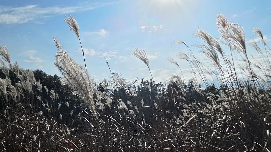 Hd Wallpaper Jeju Island Sangumburi Autumn Silver Grass Silver Pool Wallpaper Flare