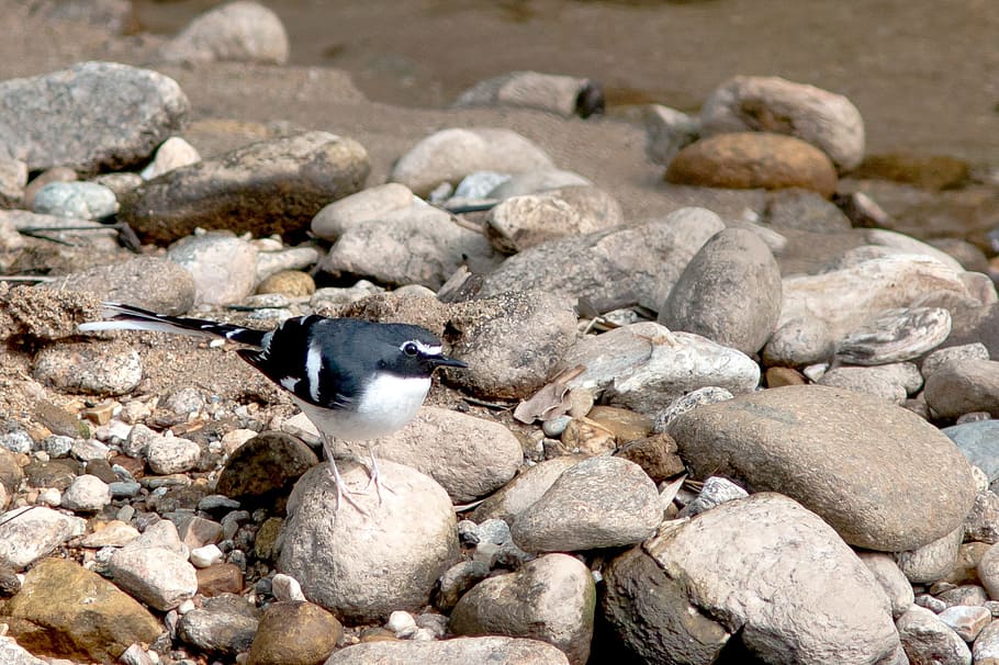 rock, nature, birds, solid, animal wildlife, day, rock - object HD wallpaper