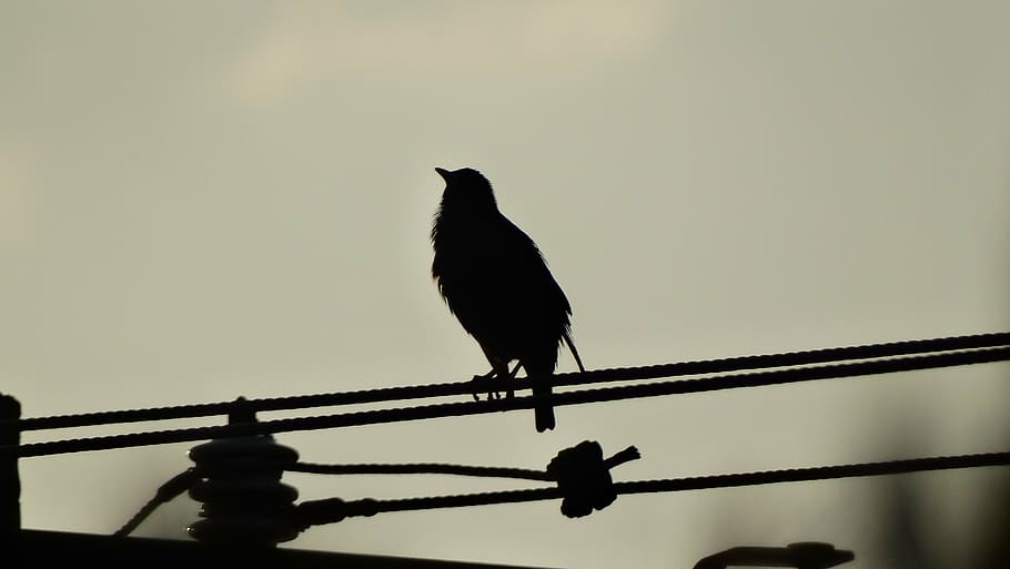 birds, fly, beak, young, animal themes, vertebrate, one animal HD wallpaper