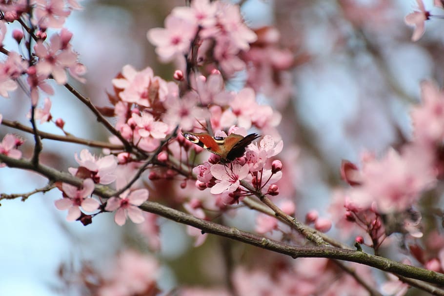 Butterfly, Peacock, Spring, Insect, blood plum, flowering twig, HD wallpaper