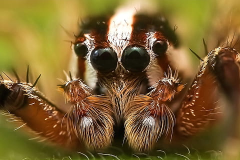 macro photography of brown bold jumping spider, insect, colors HD wallpaper