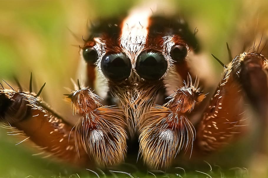 macro photography of brown bold jumping spider, insect, colors HD wallpaper