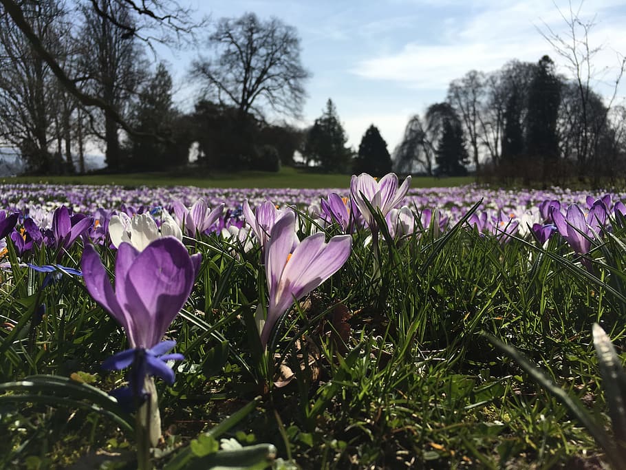 spring, crocus, meadow, violet, flower, spring crocus, spring flower HD wallpaper