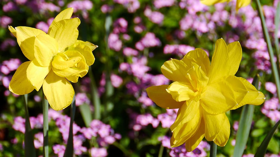 spring, spring flowers, sunshine, flowering plant, yellow, beauty in nature HD wallpaper
