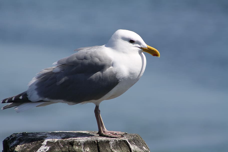 seagull, bird, beach, ocean, water, nature, blue, animal, wildlife HD wallpaper