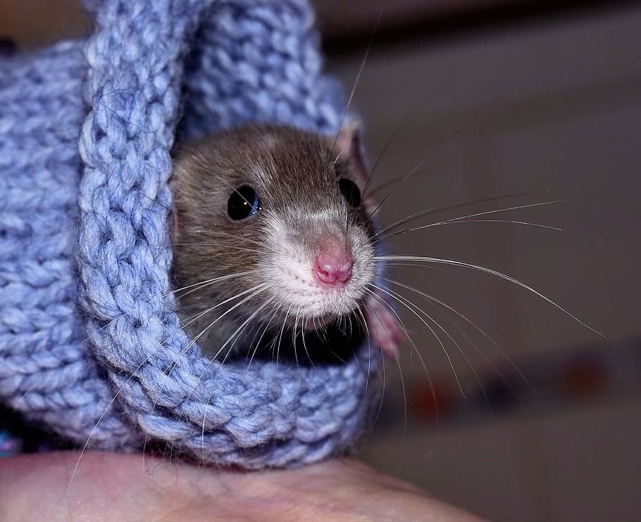 photo of brown rodent on blue crochet, house rat, color rat, tame, HD wallpaper