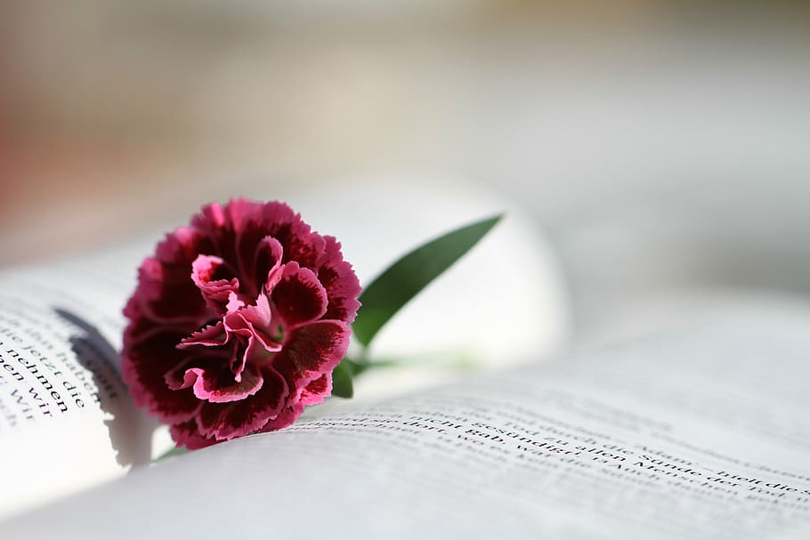 closeup photography of pink carnation flower on opened book, bible, HD wallpaper