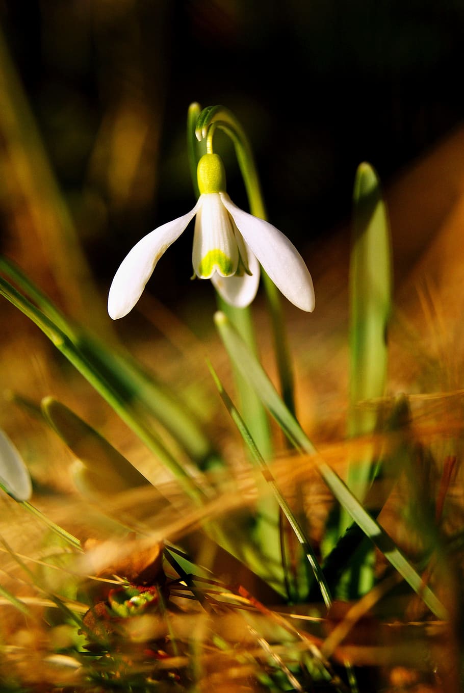 flower, spring, white flower, plant, flowering plant, growth HD wallpaper