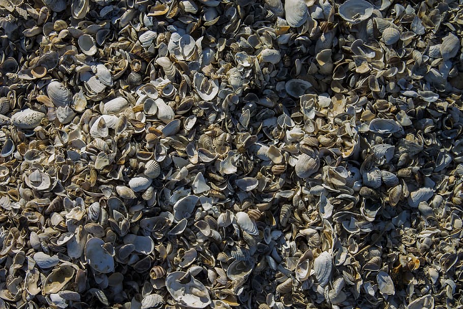 shells, beach, shellfish, texture, background, nature, sand HD wallpaper