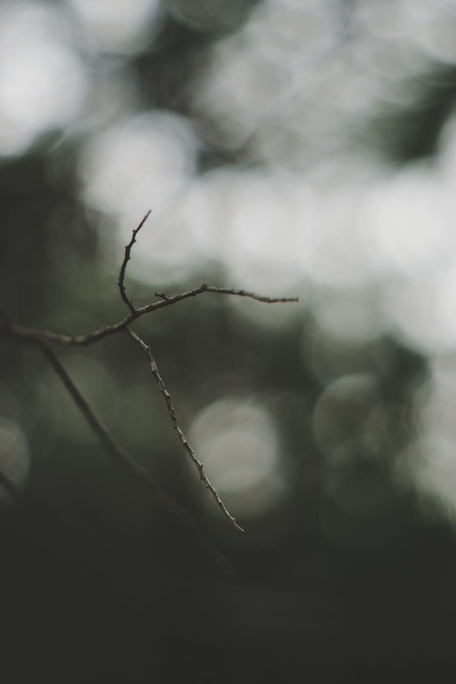 selective focus photography of twig, selective focus photography of leafless tree branch HD wallpaper