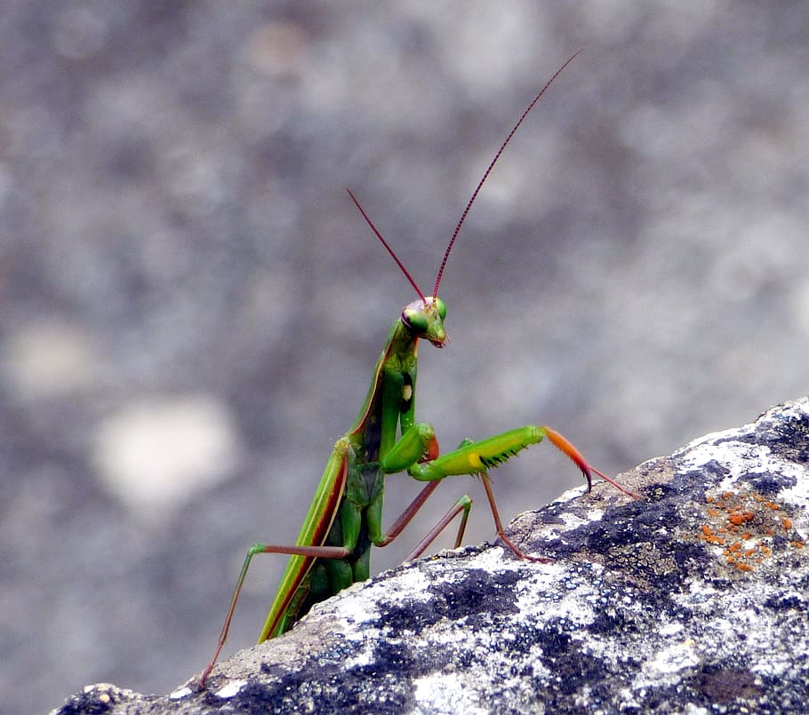 insect, mantis, nature, green, macro, leaf, grasshopper, mantis religiosa HD wallpaper