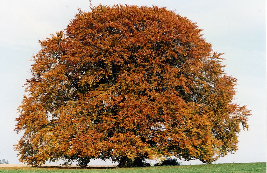 maple tree on grass field, bavaria beech, large, old, upper bavaria HD wallpaper