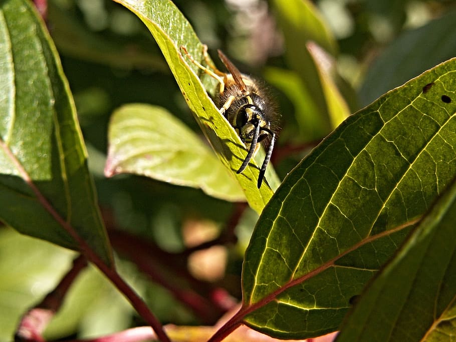 Wasp, Insect, Foliage, Bush, green, leaf, green color, one animal HD wallpaper