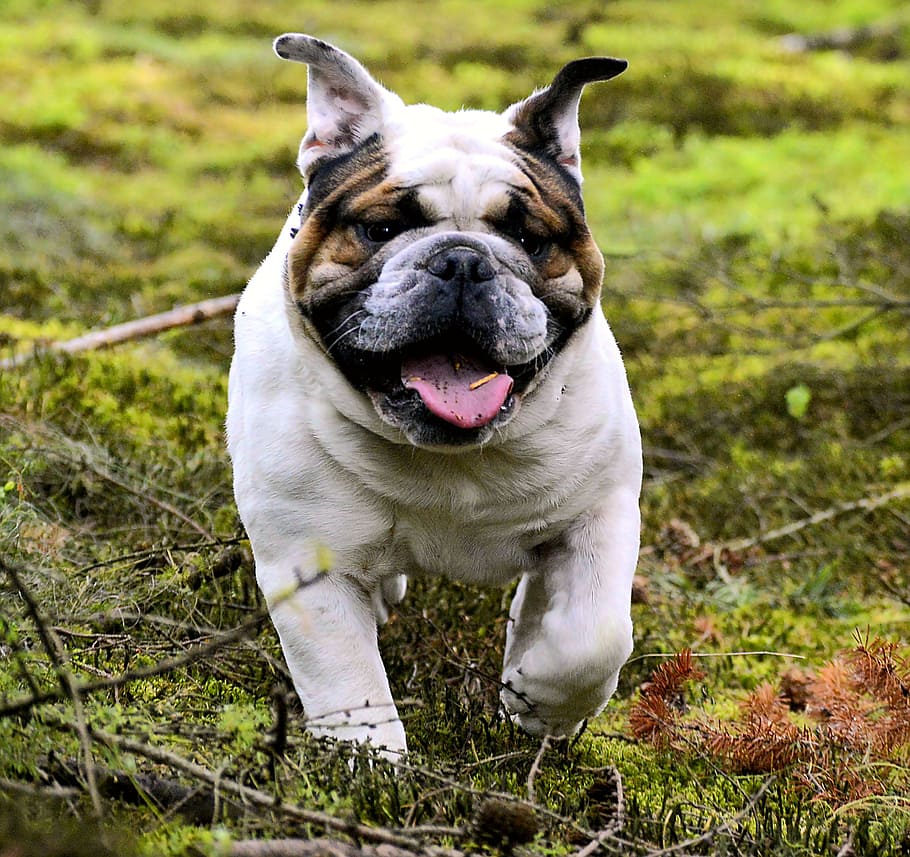 Pet, Bulldog, Forest, wildlife photography, animal, snout, attention, HD wallpaper
