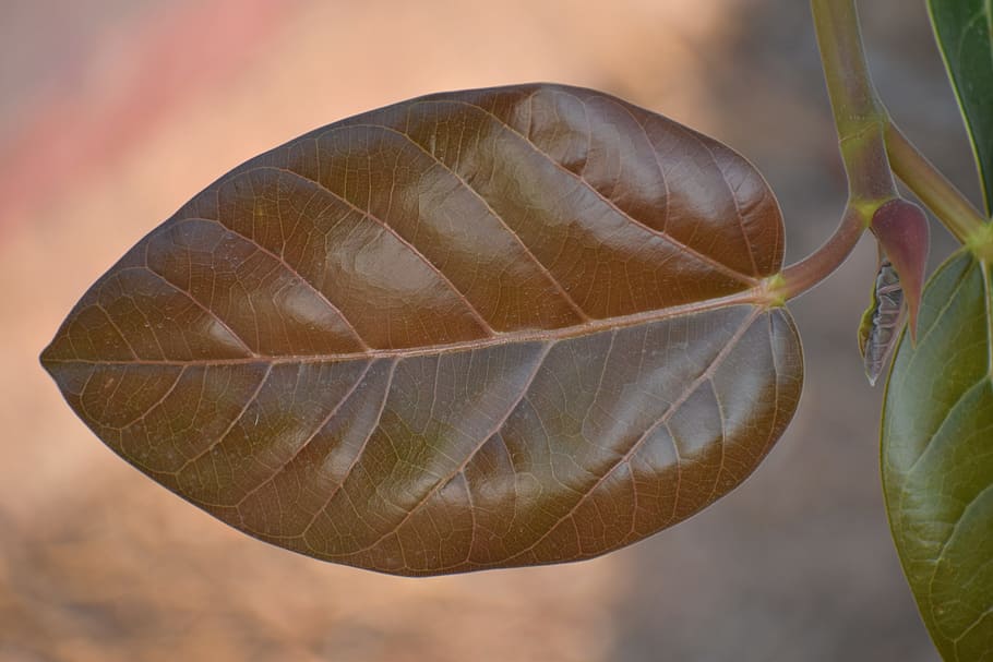 nascent leaf, young leaf, brown, close-up, nature, plant part HD wallpaper