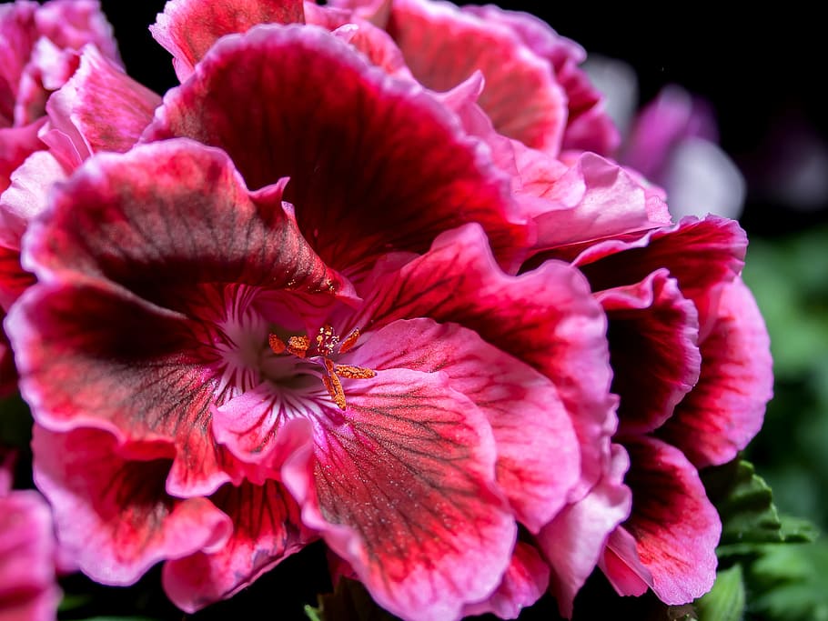 blossom, bloom, edelgeranie, geranium, close, violet, color HD wallpaper
