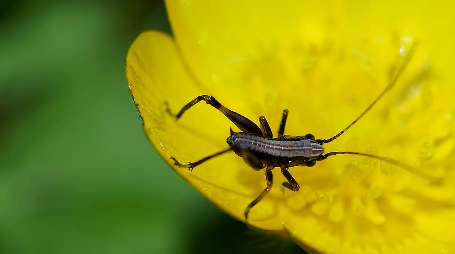 nature, plant, insect, invertebrate, animal themes, one animal HD wallpaper