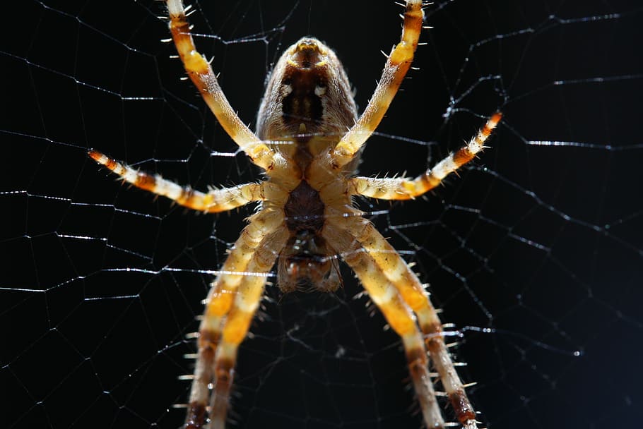 spider, macro, close, insect, cobweb, nature, network, arachnid HD wallpaper
