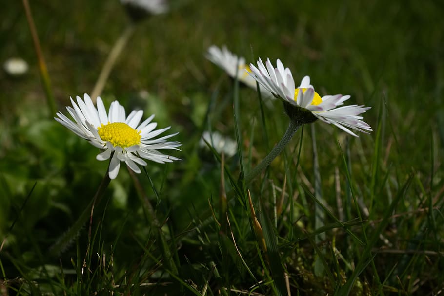 daisy, meadow, summer, green, plant, flower, flowering plant HD wallpaper