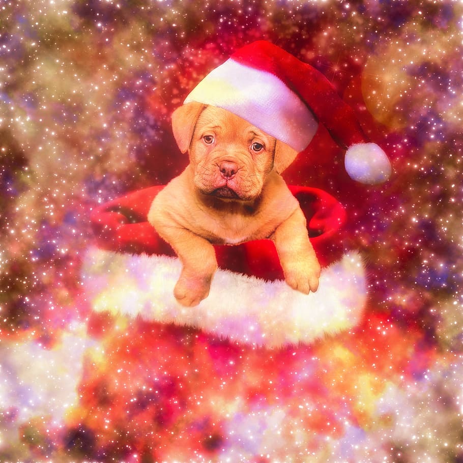 christmas, doggy, end of year, animal, animals, puppy, mammal