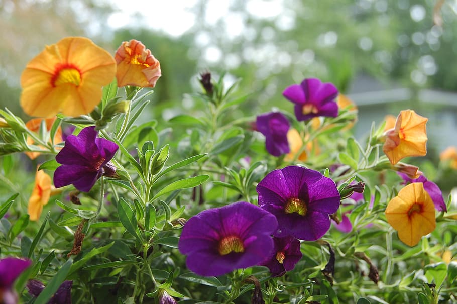 flowers, spring, bloom, floral, nature, colorful, bright, purple HD wallpaper