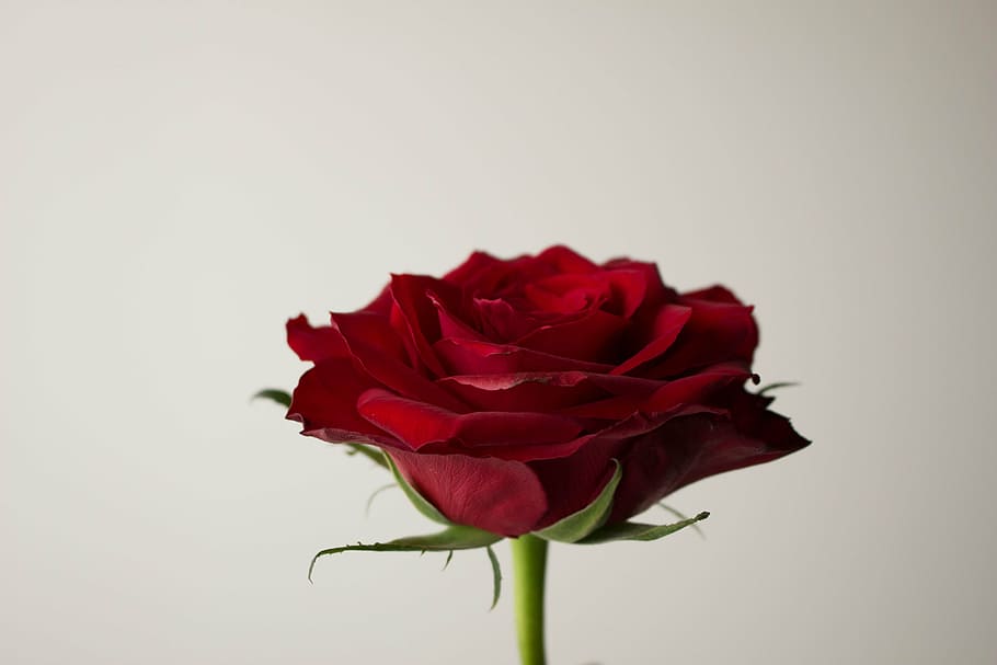 flowers, rose, red, brillante, love, lover, rose - Flower, nature, HD wallpaper