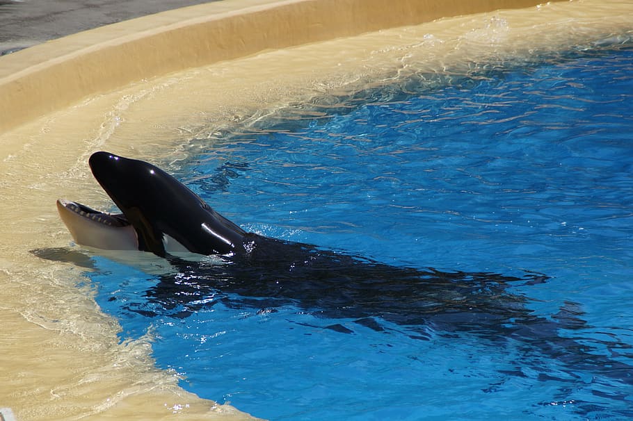 orka, killer whale, begging, foot, tooth, pool, swimming pool