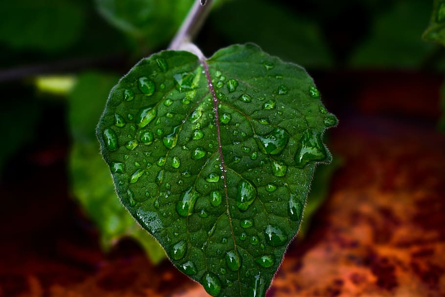 leaf, plant, drop, water, wet, close-up, green color, plant part HD wallpaper