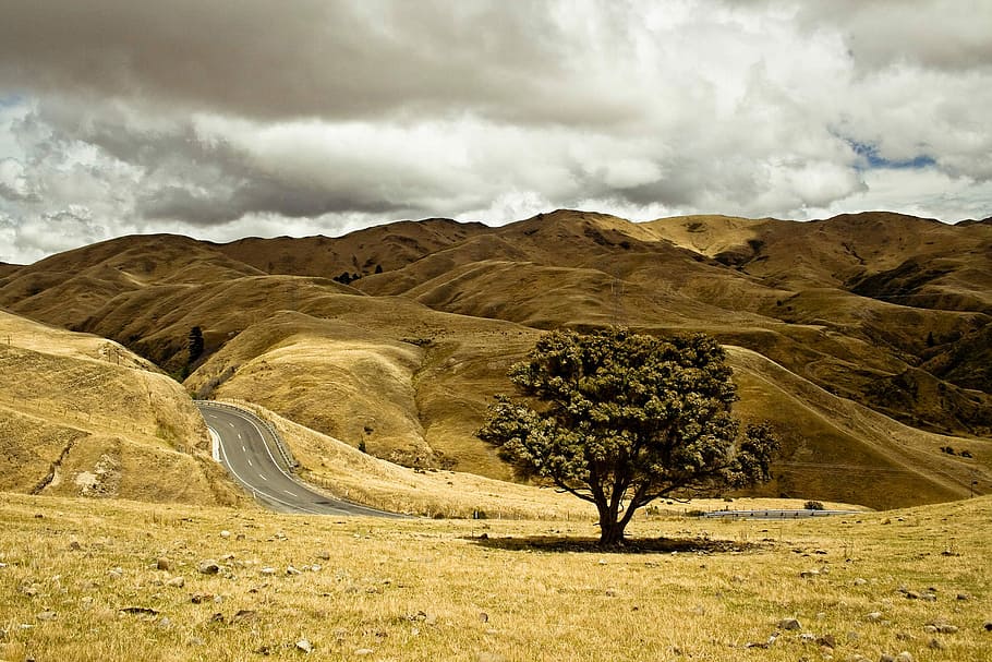 green leaf tree on dry land, empty asphalt road, hill, cloudy HD wallpaper