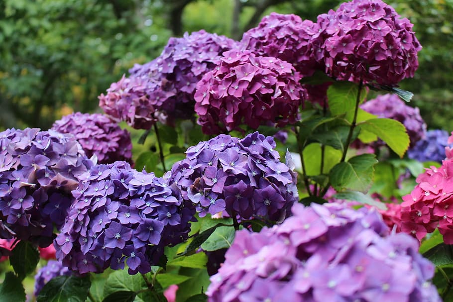 hydrangea, purple, pink, hues, flower, green, spring, flora HD wallpaper