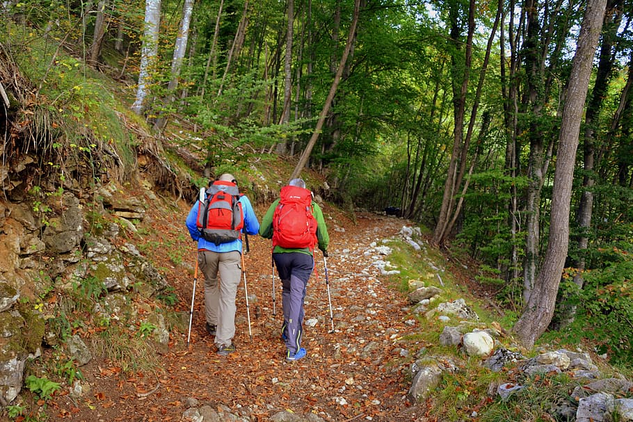 excursion, forest, autumn, trail, mountain, walking with sticks HD wallpaper