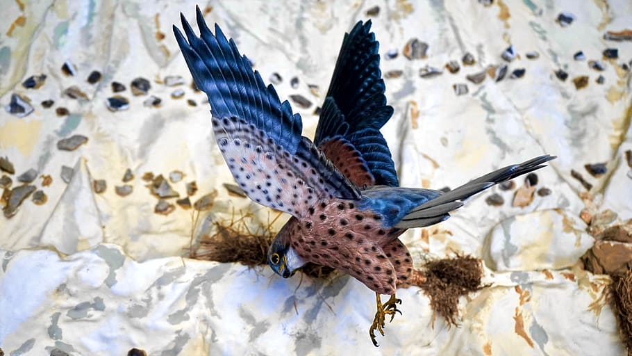 blue and brown eagle near grey wall, Bird, Hawk, Beak, Feather HD wallpaper