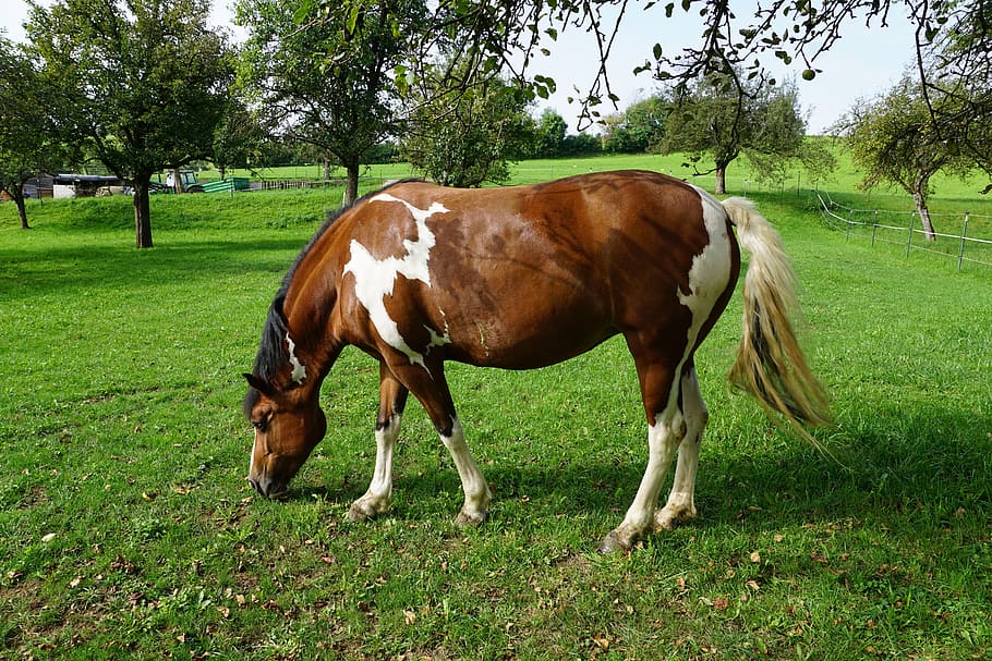 horse, pasture, summer, meadow, coupling, nature, horse head, HD wallpaper
